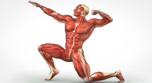 عملکرد سیستم عضلانی